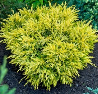 Klājeniskais kadiķis 'Lime Glow'